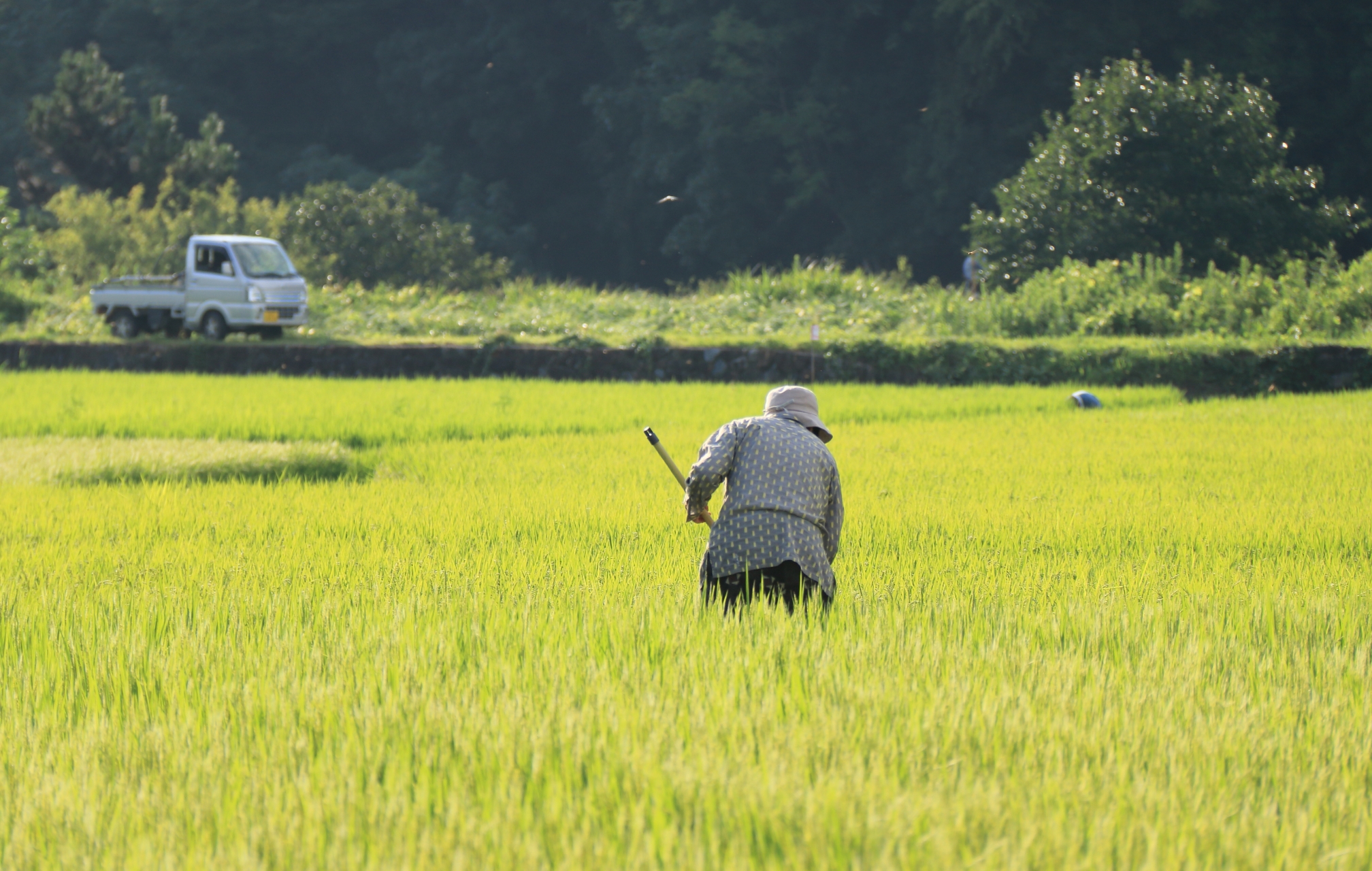おばあちゃんが稲穂の実った田んぼで作業をしている写真